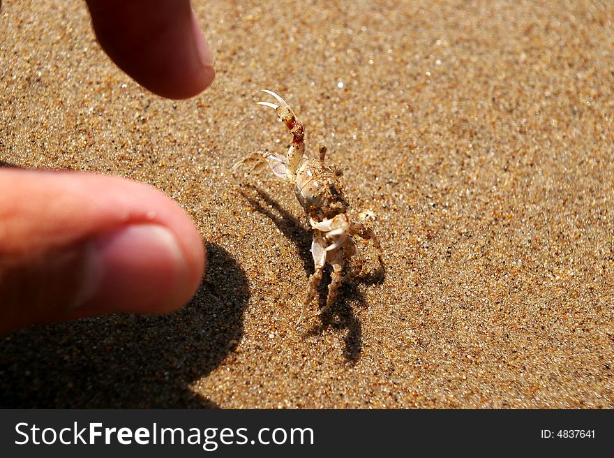 On the beach, there is a small crab raise its two small pincers. On the beach, there is a small crab raise its two small pincers