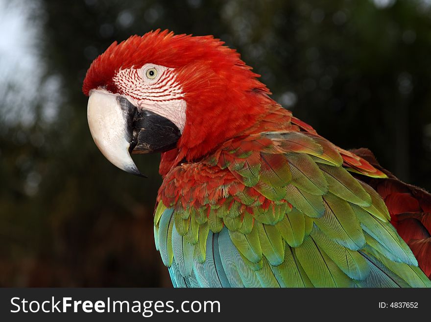 Tropical red colorful macaw detail. Tropical red colorful macaw detail