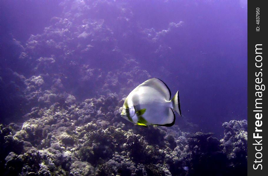 Longfin spadefish swimming near coral