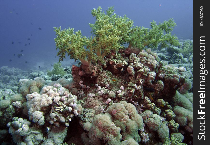 Litophyton arboreum on coral reef looking into the blue