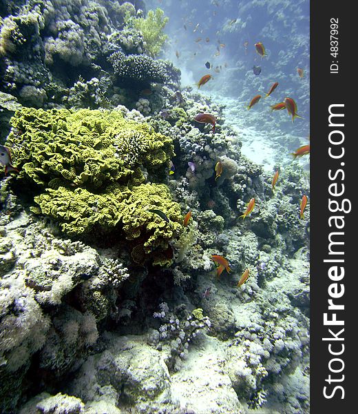 Coral Reef Scene With Fish