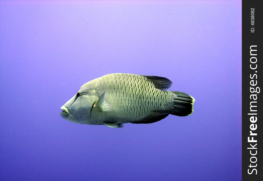 Napoleon wrasse swimming in clear water