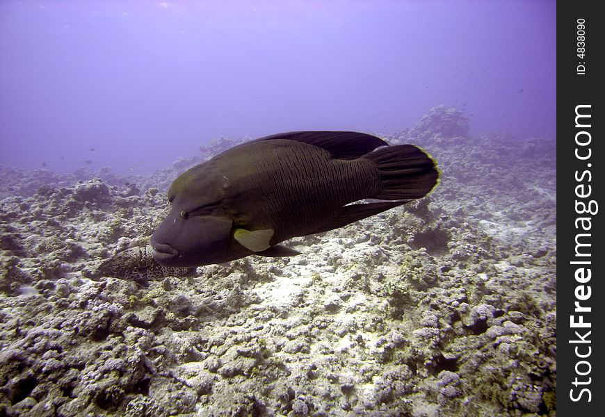 Napoleon wrasse swimming in clear water