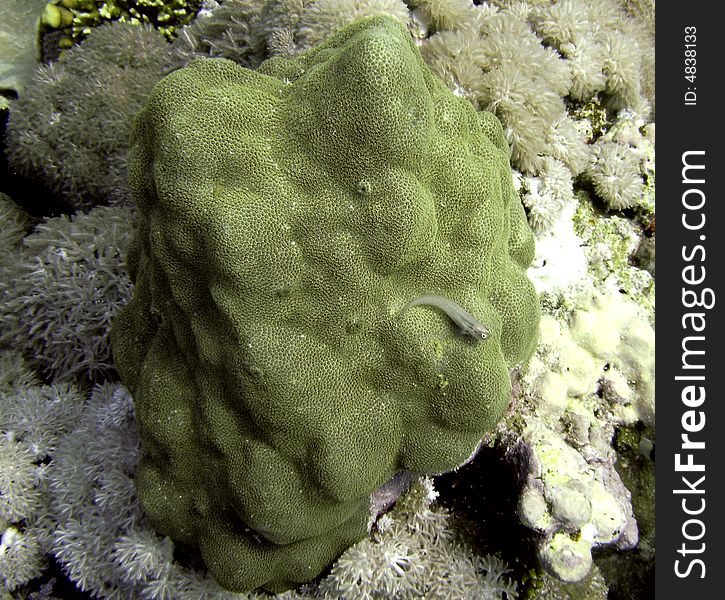 Porites solida and dentex blenny