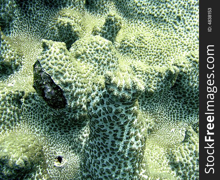 Podobacia crustacia macro showing polyps