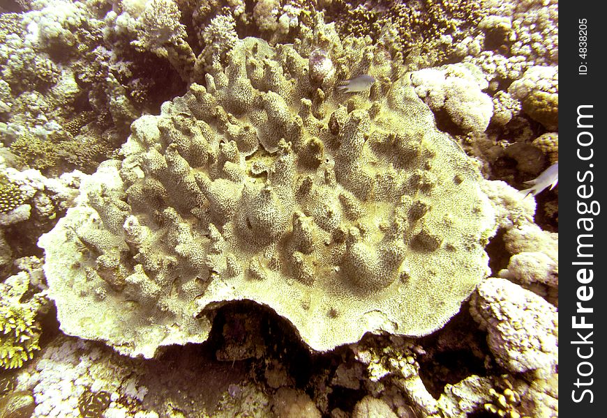 Podobacia crustacea on sea bed near other corals
