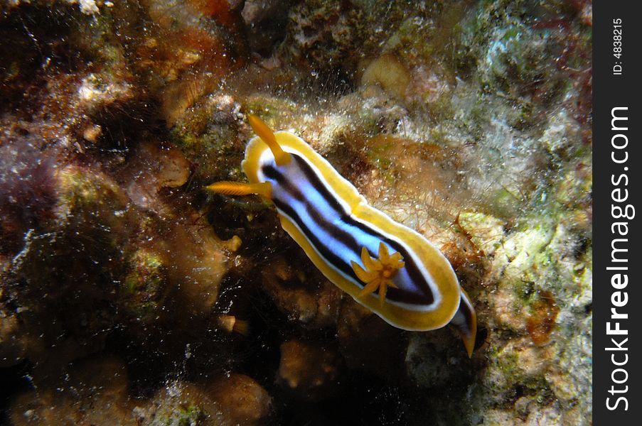 Pyjama chromodoris nudibranch on varied corals