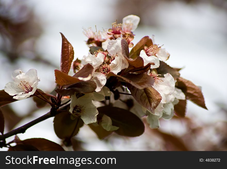 Spring photographed with high-quality SLR equipment. Spring photographed with high-quality SLR equipment.