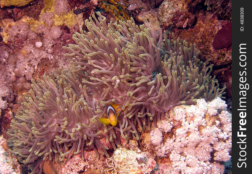 Red Sea anenomefish and bubble anenome