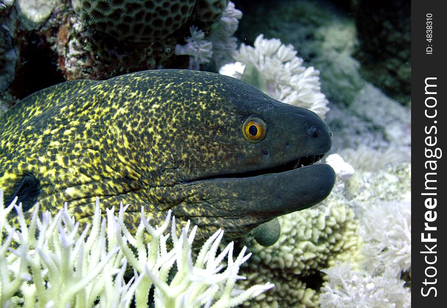 Yellowmargin moray eel hiding in crevice on sea bed