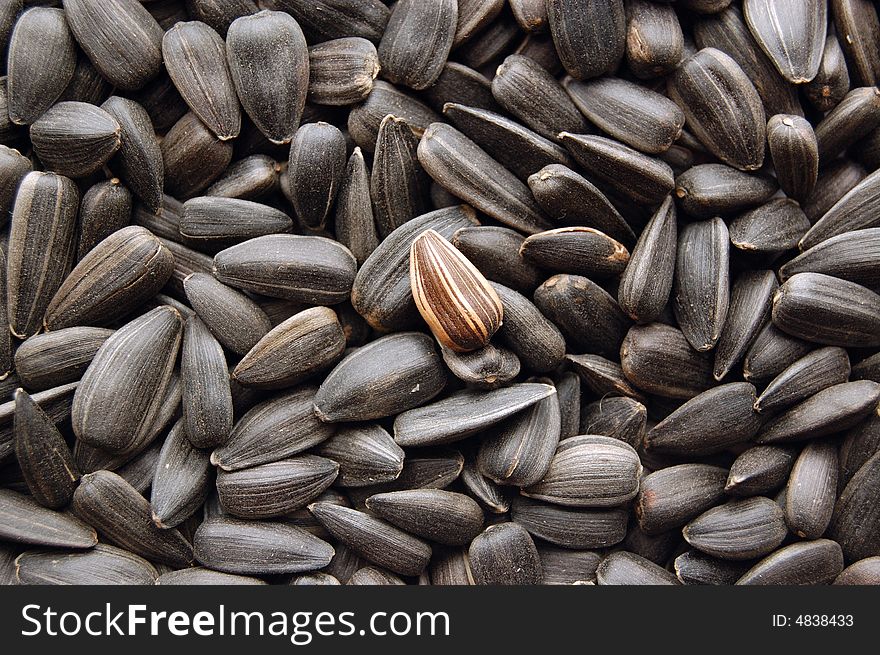 Many sunflower seeds, brown, fill background