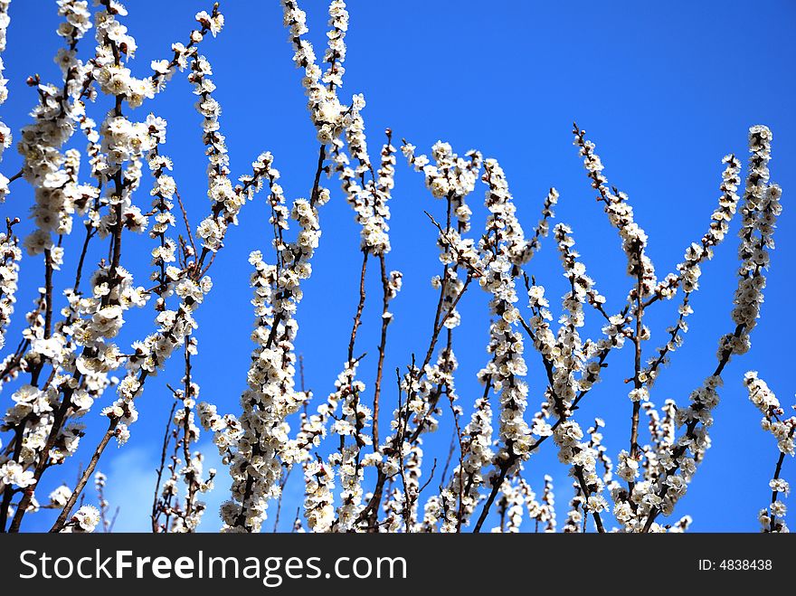 Blossoming tree over clear blue sky