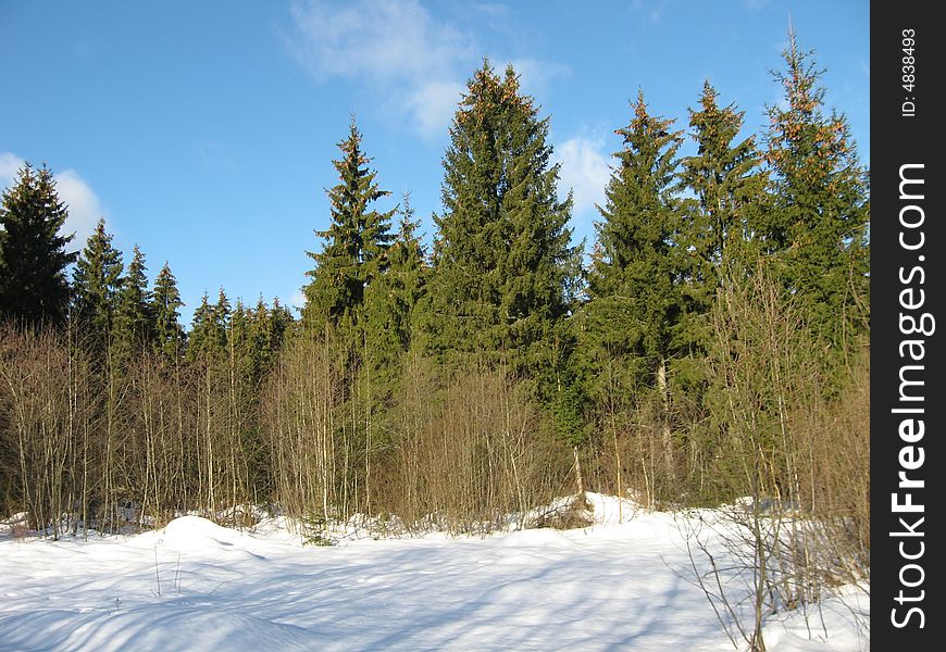 Winter forest in sanny day in Rusia. Winter forest in sanny day in Rusia