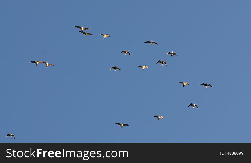 Seagulls At Dusk