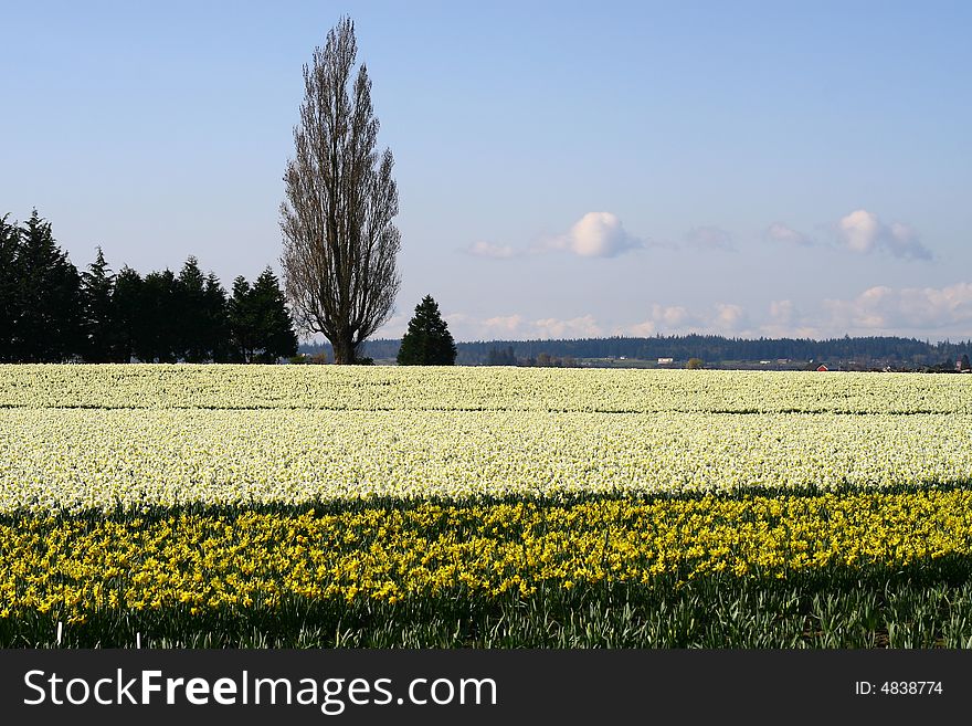Daffodils field, Skagit Valley, WA, USA