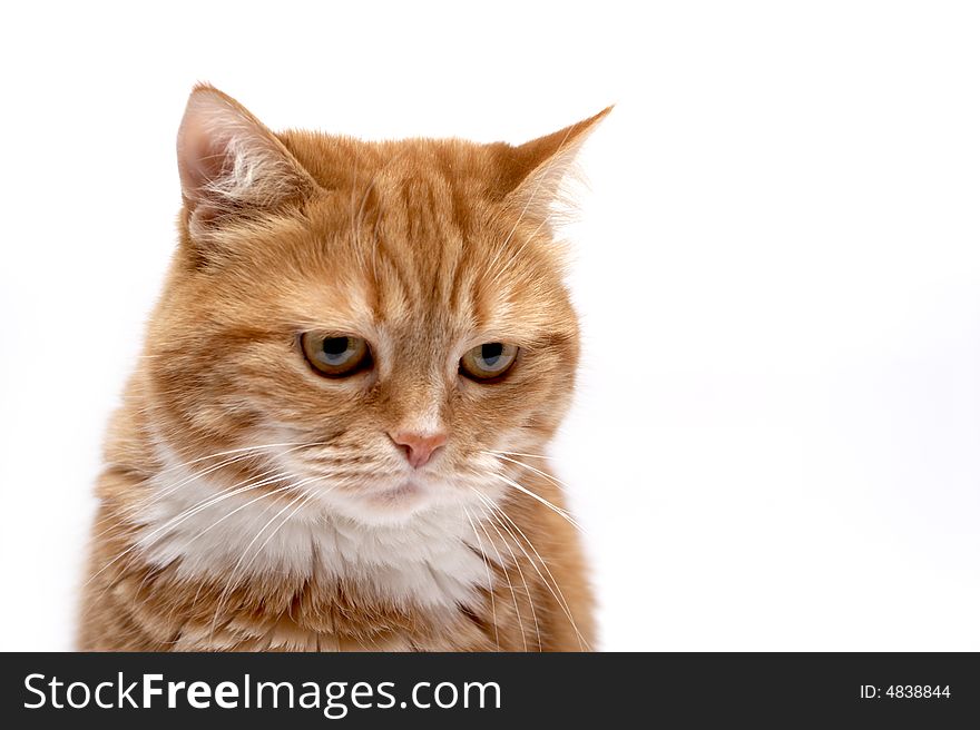 The Red cat's  portrait On a white background