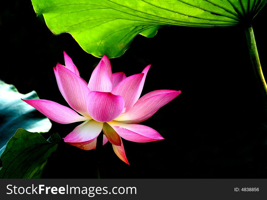 Pure Lotus symbolizes the holy and pure love. Pure Lotus symbolizes the holy and pure love.