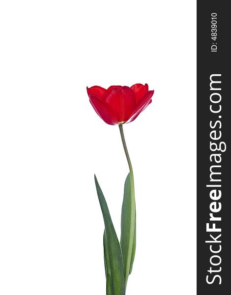 Red tulip