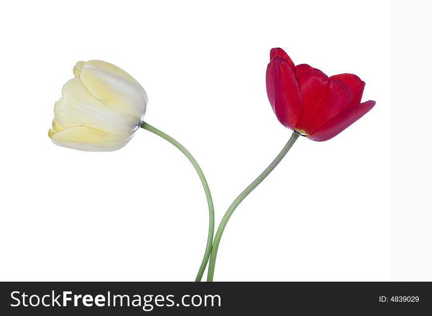 Two tulips isolated on white background. Two tulips isolated on white background