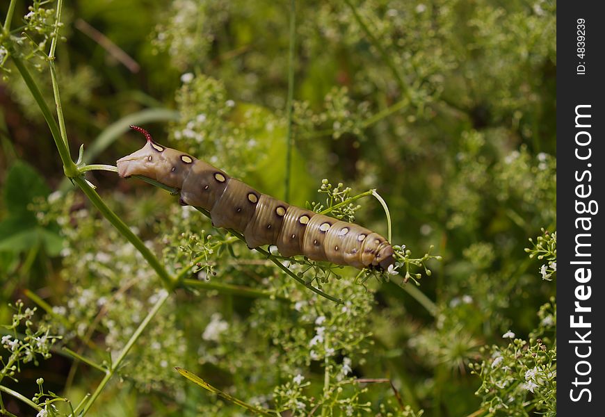 Butterfly's larva moderate climate of Russia: Celerio gallii
