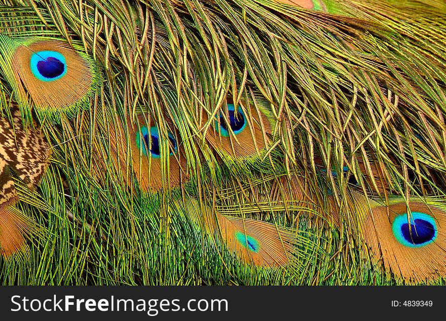 Beautiful peacock feathers shoot in a zoo