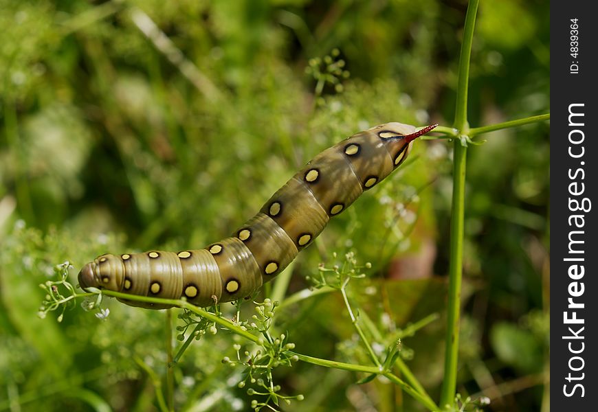 Butterfly's larva moderate climate of Russia: Celerio gallii