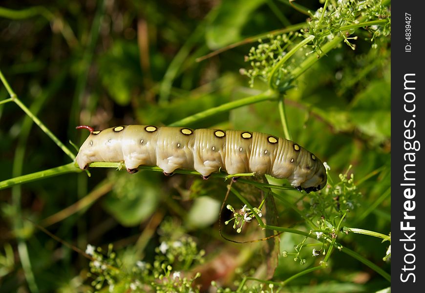 Butterfly's larva moderate climate of Russia: Celerio gallii 3
