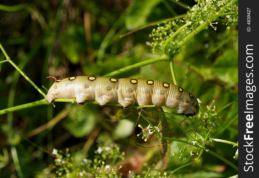 Butterfly S Larva Moderate Climate Of Russia