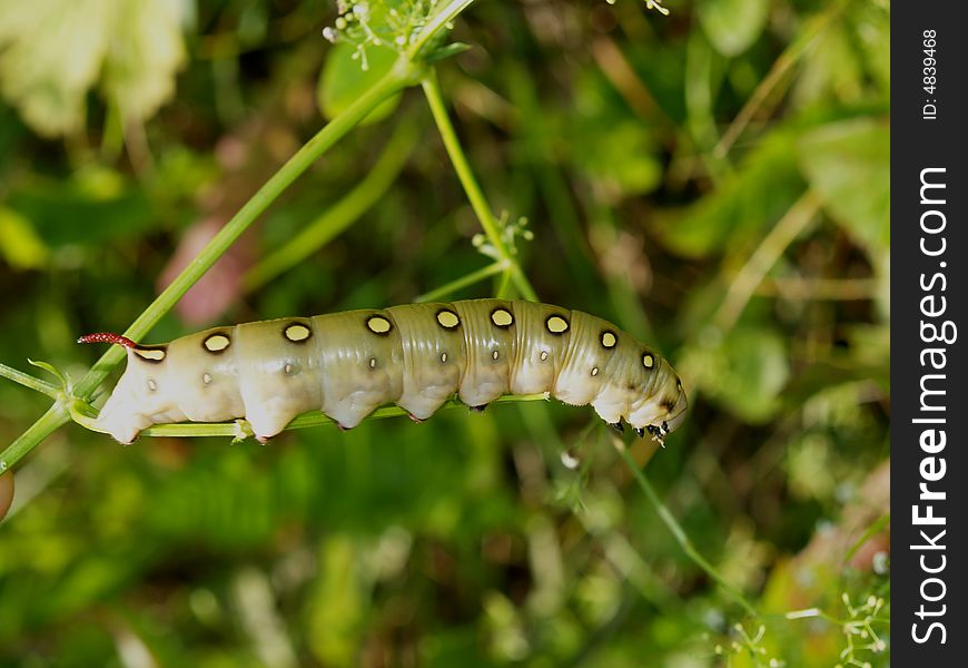 Butterfly's larva moderate climate of Russia: Celerio gallii 4