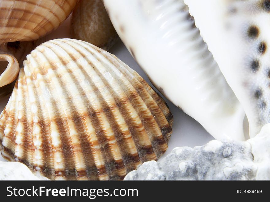 Some shell isolated on a background