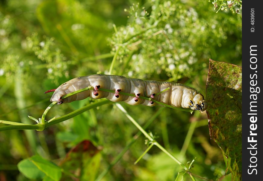 Butterfly's larva moderate climate of Russia: Celerio gallii 5