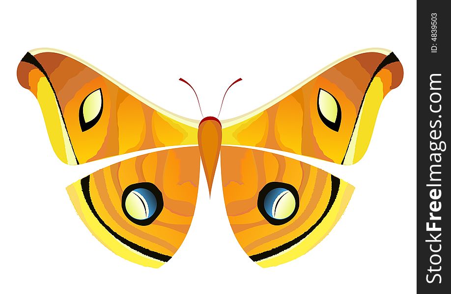 Vector illustration of a butterfly. Vector illustration of a butterfly