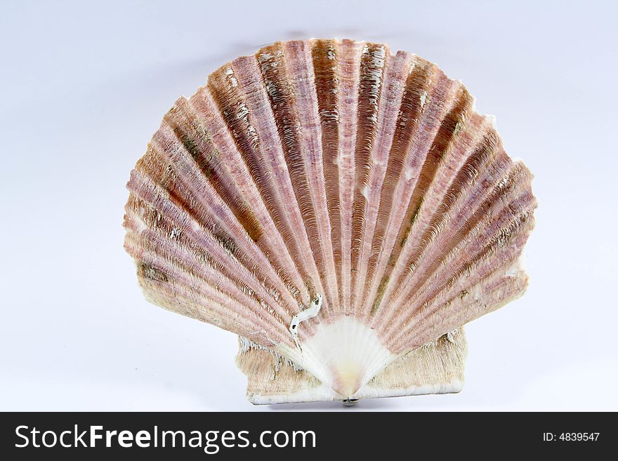 Shell isolated on a background