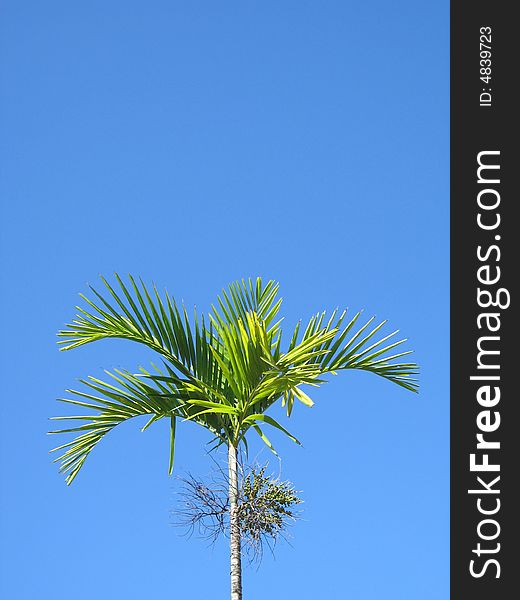 Green palm tree against a blue sky