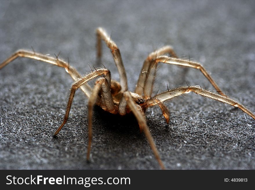 Spider isolated in dark