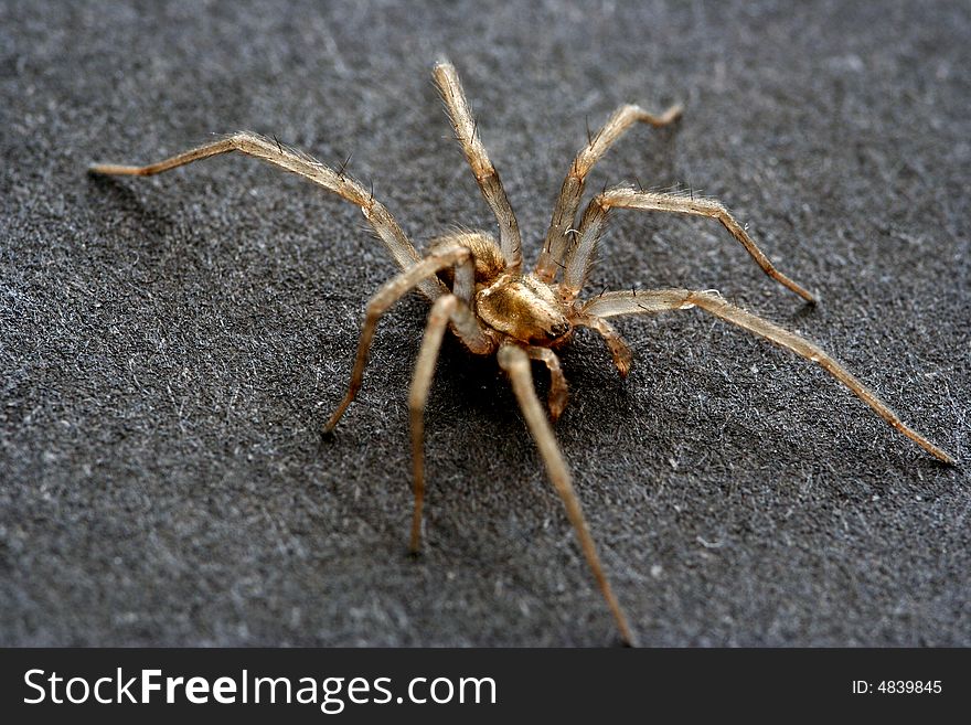 Spider isolated in dark background