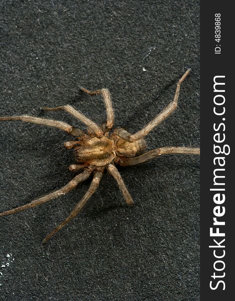 Spider isolated in dark background