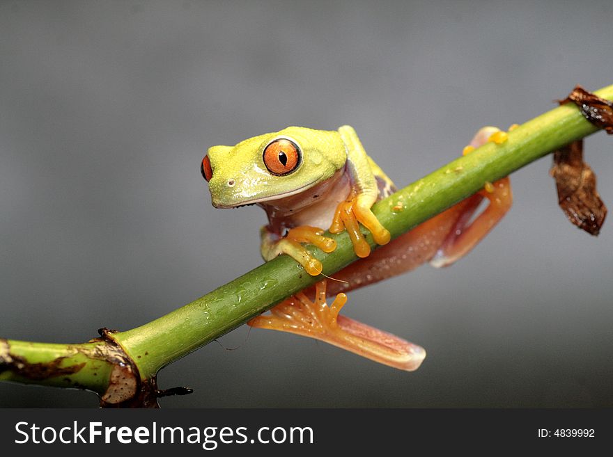 Image of a red eyed tree frog-agalychnis callidryas