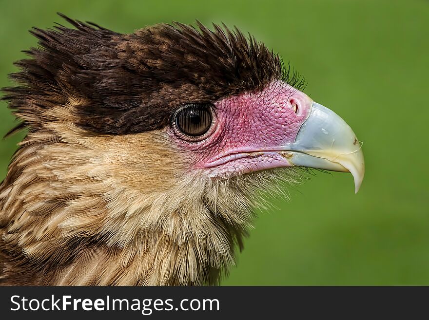 Close up head portrait of a northern crested cara cara showing detail in feathers, beak and eye. Close up head portrait of a northern crested cara cara showing detail in feathers, beak and eye