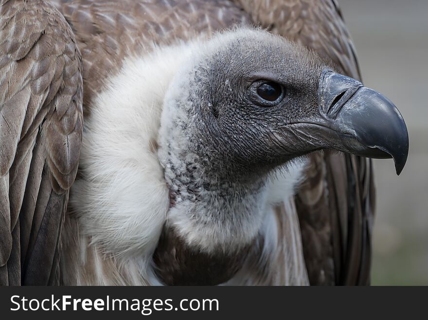Side profile of an African white-backed vulture staring to right showing powerful large beak