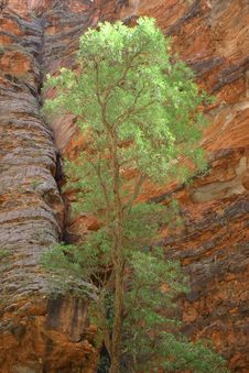 Green Tree Against Rock Royalty Free Stock Photography Green Tree Against Rock Royalty Free Stock Photography