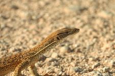 Curious Lizard Stock Photo Curious Lizard Stock Photo
