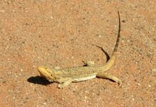 Lizard Basking Stock Images Lizard Basking Stock Images