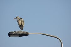 Grey Heron Royalty Free Stock Photography
