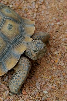 Desert Tortoise 2 Royalty Free Stock Images Desert Tortoise 2 Royalty Free Stock Images