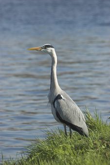 Grey Heron Royalty Free Stock Photography