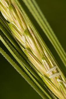 Grains Of Wheat Royalty Free Stock Photo Grains Of Wheat Royalty Free Stock Photo