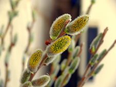Pussy-willow Royalty Free Stock Image Pussy-willow Royalty Free Stock Image