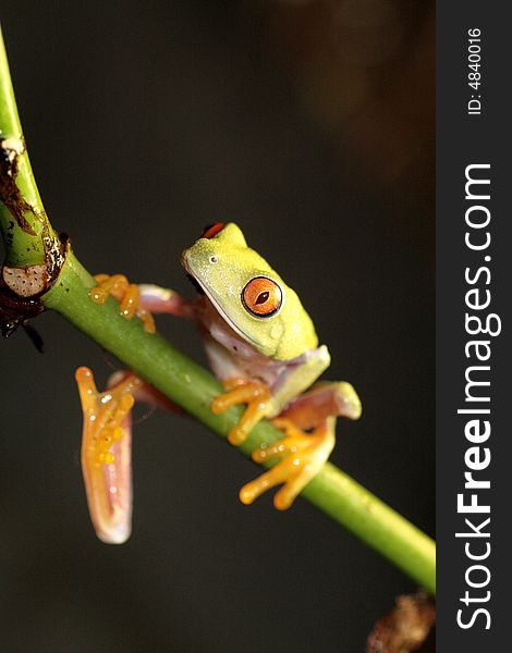 Image of a red eyed tree frog-agalychnis callidryas