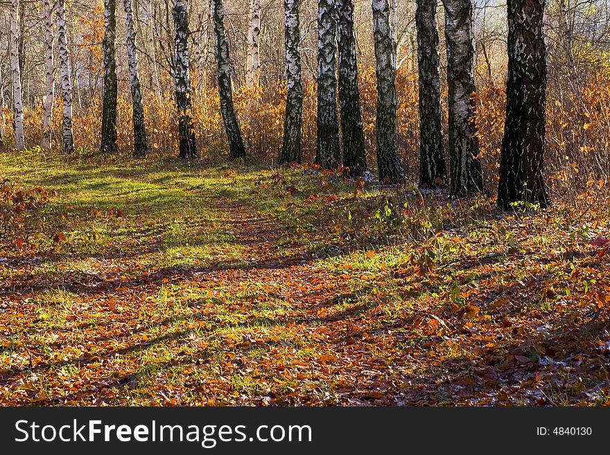 Autumn alley in vinnitsya,ukraine